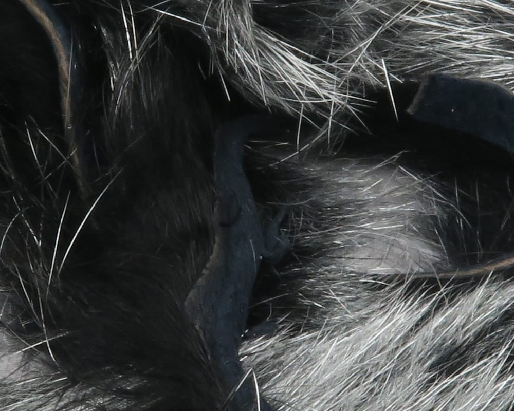 Hareline shimmer rabbit fur strips in black and silver gray, glossy guard hairs and soft underfur for fly tying