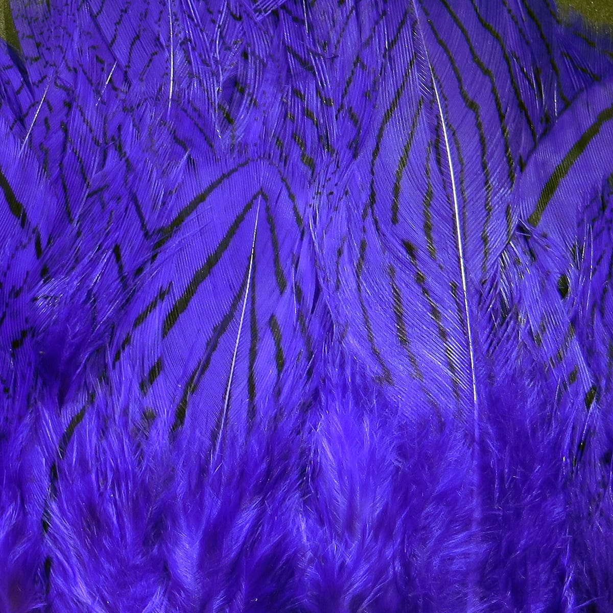 Purple-dyed silver pheasant body feathers with black barring and fluffy bases, slim barred plumes for fly tying