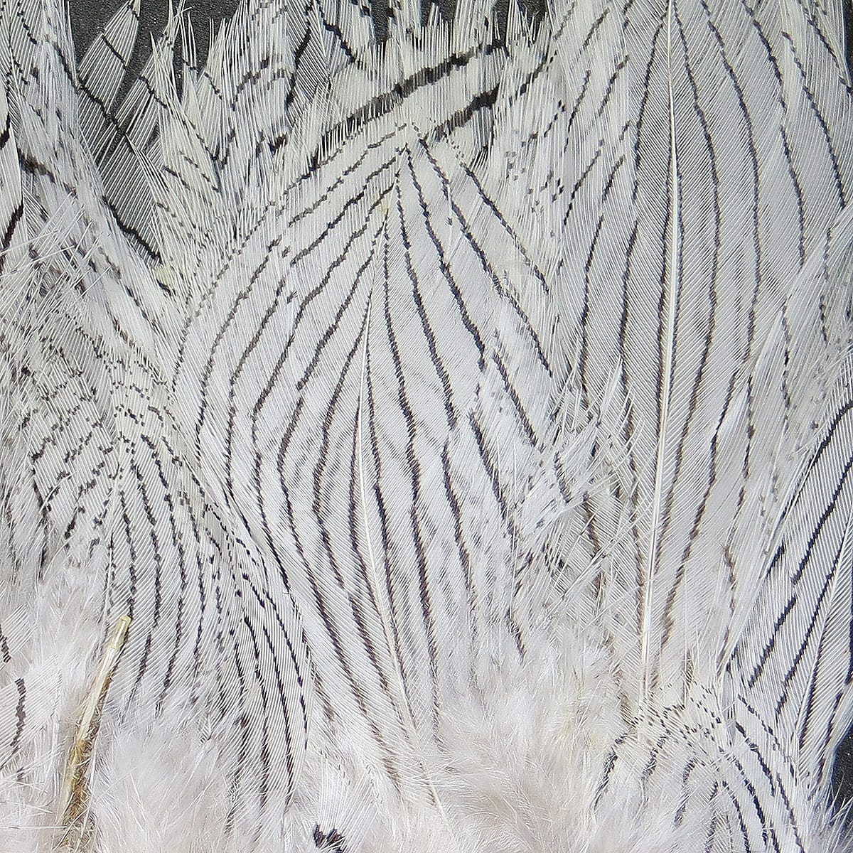 Hareline silver pheasant body feathers, white-silver soft barbed feathers with fine black striped pattern for fly tying