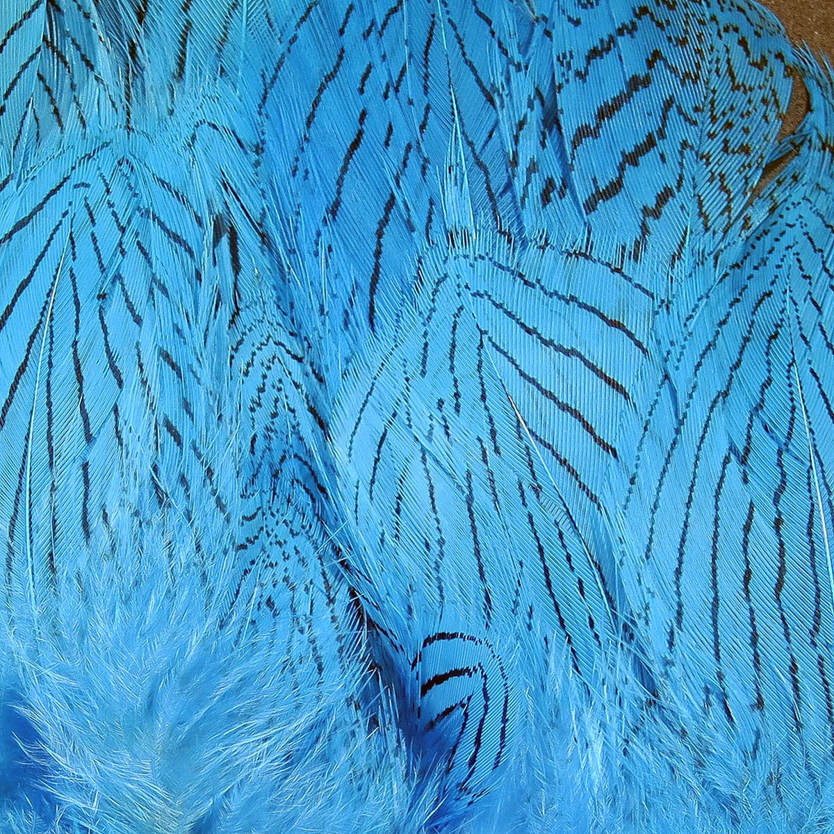 Dyed bright blue silver pheasant body feathers with fine black barring, soft plumes and long slender strands for fly tying