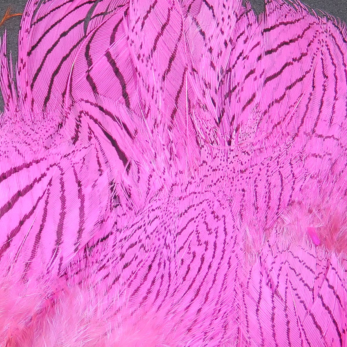 Bright pink silver pheasant feathers with dark barring, soft body feathers for fly tying