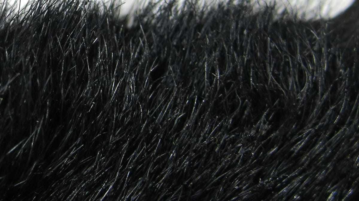 Black snowshoe rabbit fur patch with dense glossy short hairs for fly tying