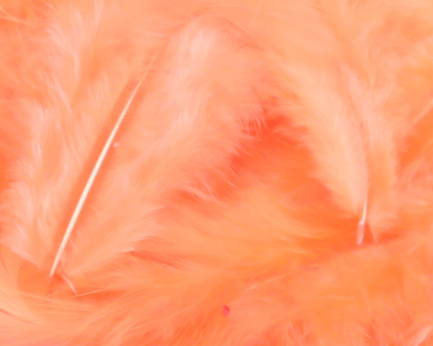 Peach-orange soft hackle feathers, fluffy marabou-style fly tying material