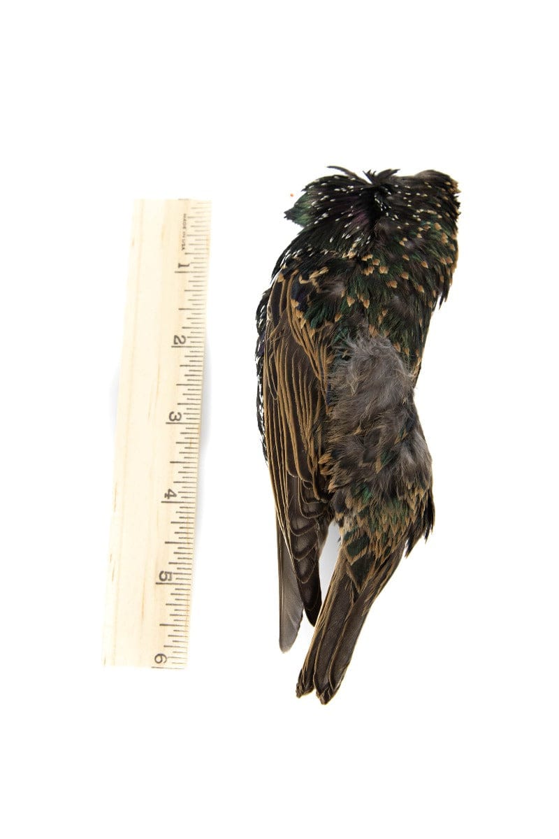 Hareline Starling Skins