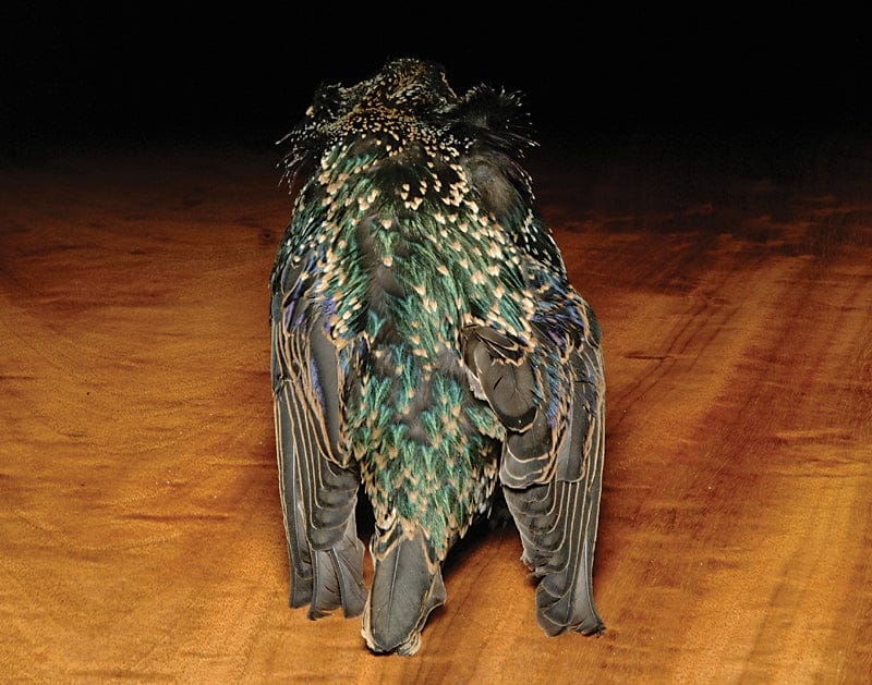 Hareline Starling Skins