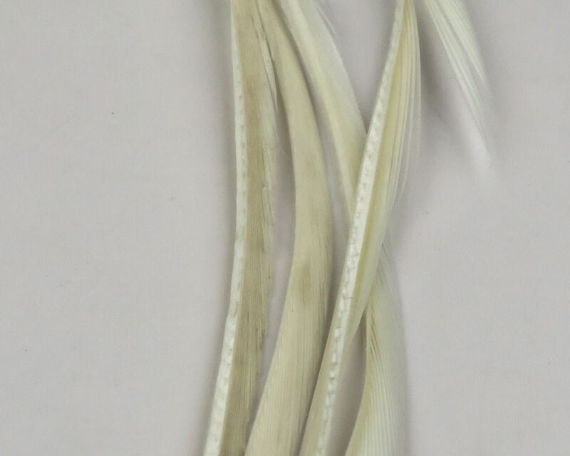 Pale cream stripped goose biots, narrow stiff feather quills with glossy ribbed texture for fly tying
