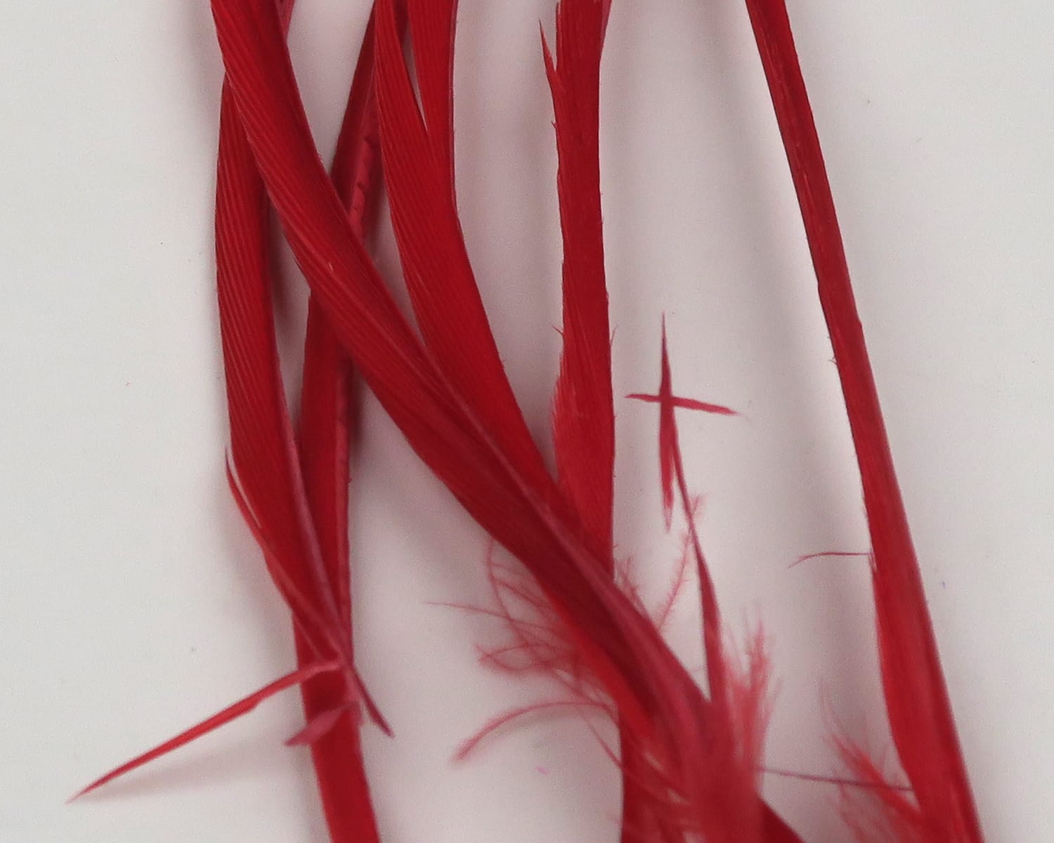 Hareline bright red stripped goose biots, slender tapered quills with ribbed texture and wispy basal fibers