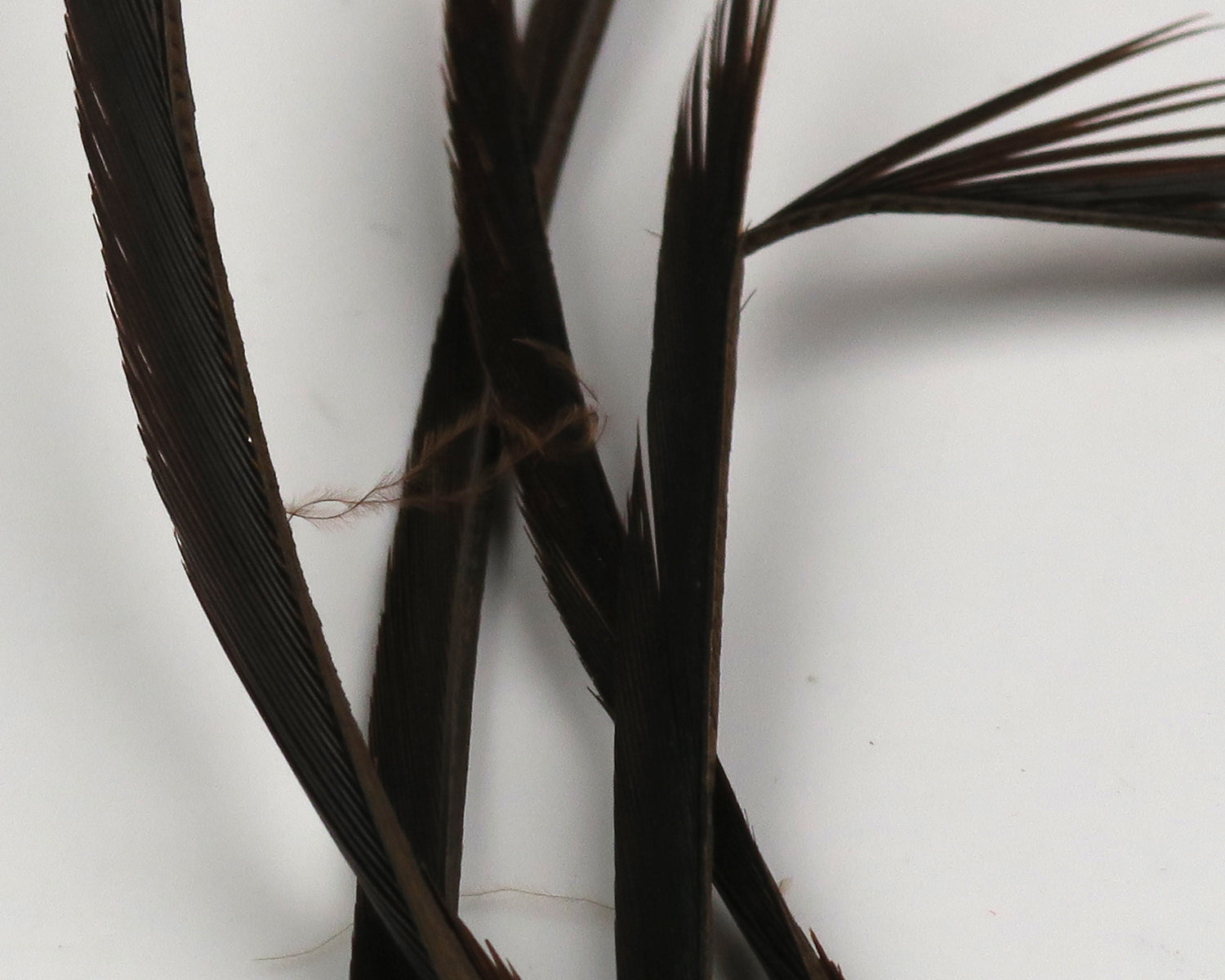 Dark brown Hareline stripped goose biots - narrow glossy feather strips with bare quills, used for fly tying