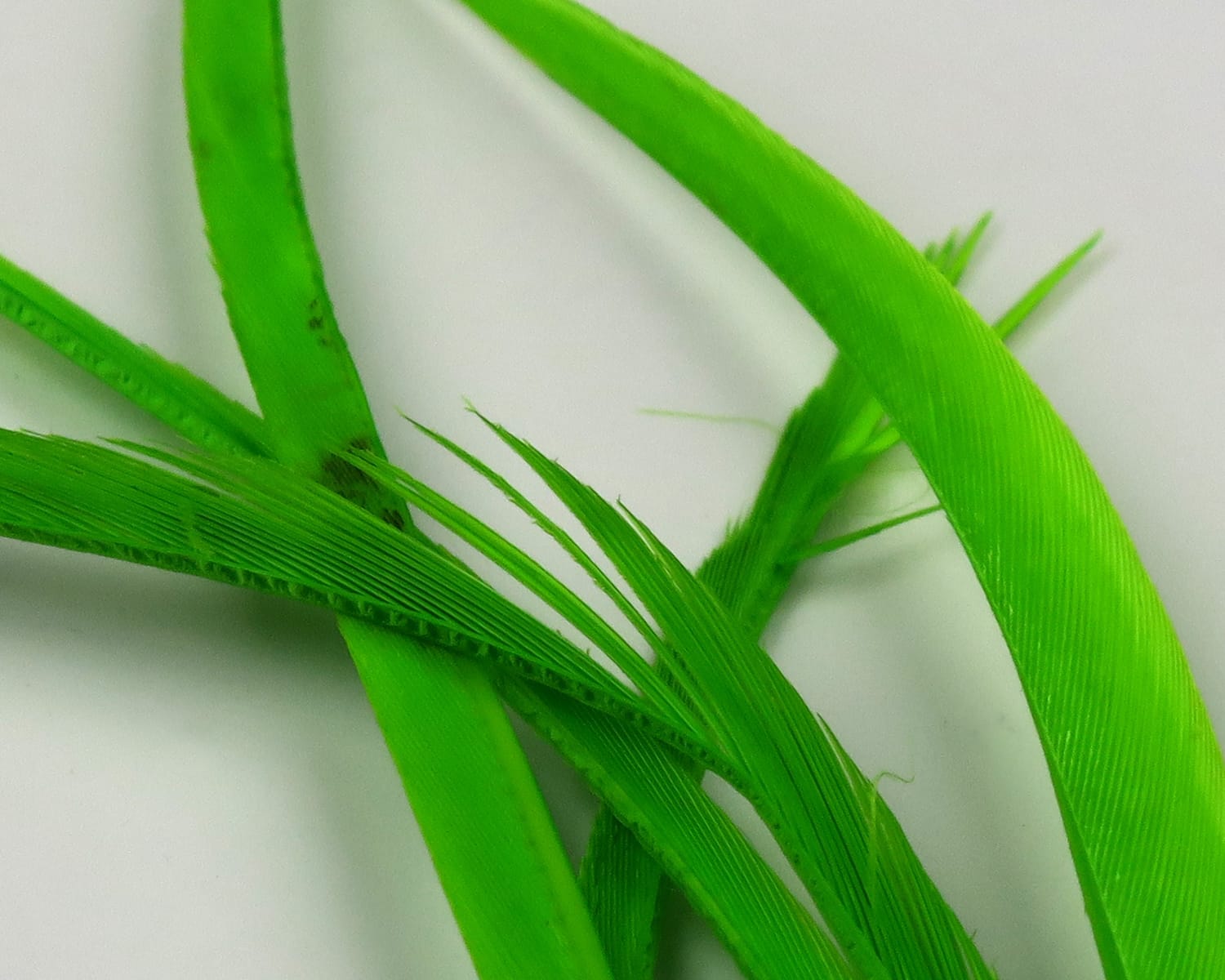 Bright chartreuse stripped goose biots, thin ribbed feather strips for fly tying with vivid lime-green color