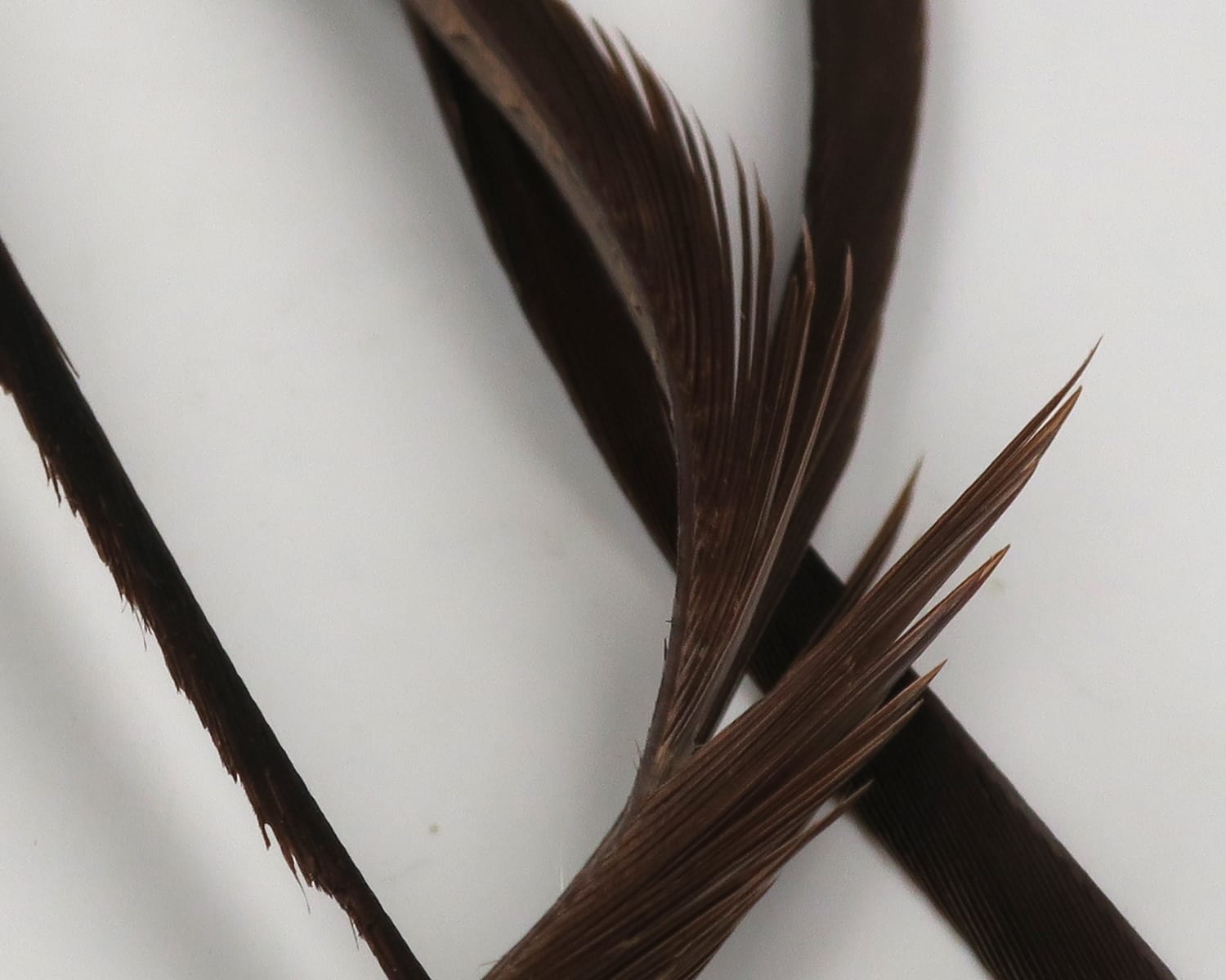Hareline stripped goose biots dark brown narrow feather quills with fine barbs for fly tying