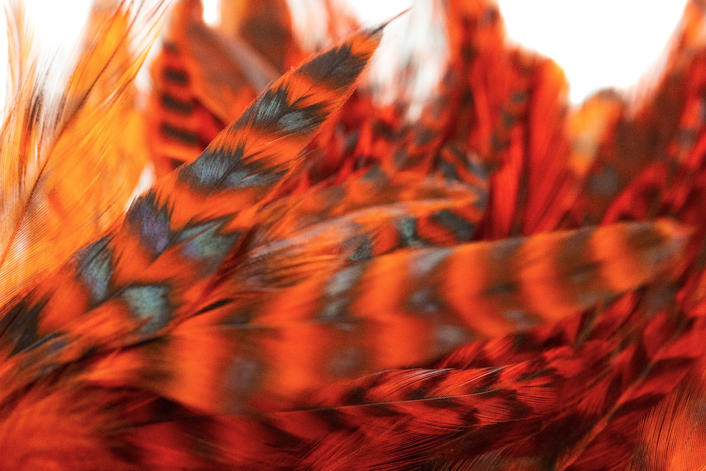 Hareline Strung Grizzly Variant Saddle Hackle