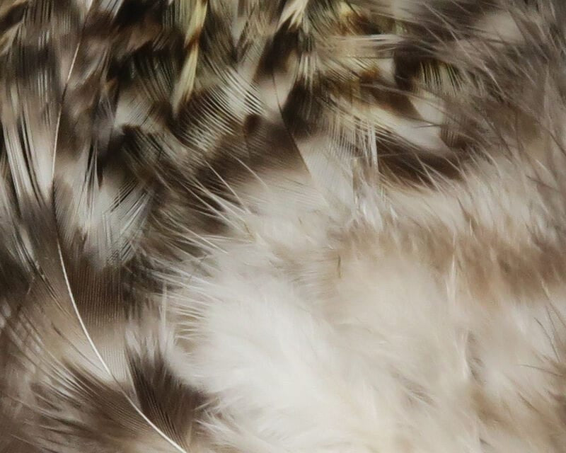 Mottled grizzly saddle hackle feathers in cream, tan and dark brown, soft downy base and barred tips for fly tying