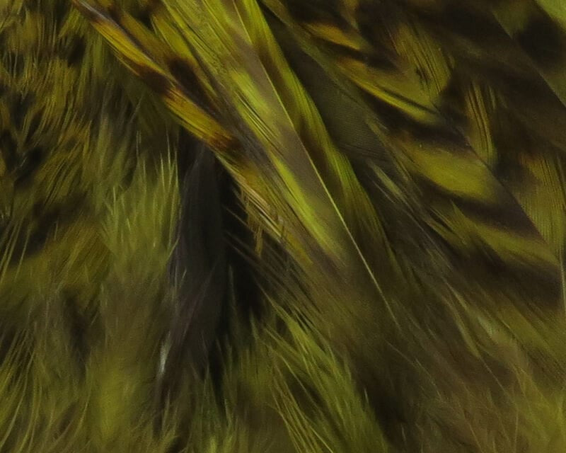 Olive-green grizzly saddle hackle feathers with dark barring and glossy sheen, long strung feathers for fly tying