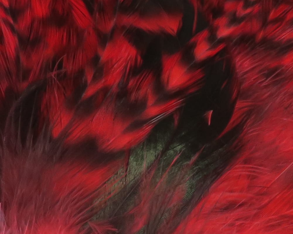 Strung grizzly saddle hackle feathers in red and black with glossy iridescent sheen for fly tying