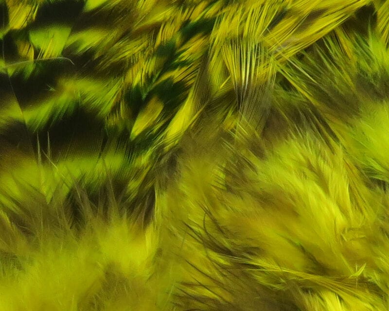 Hareline grizzly variant saddle hackle: chartreuse-yellow feathers with black grizzly bars, glossy soft fly-tying hackle