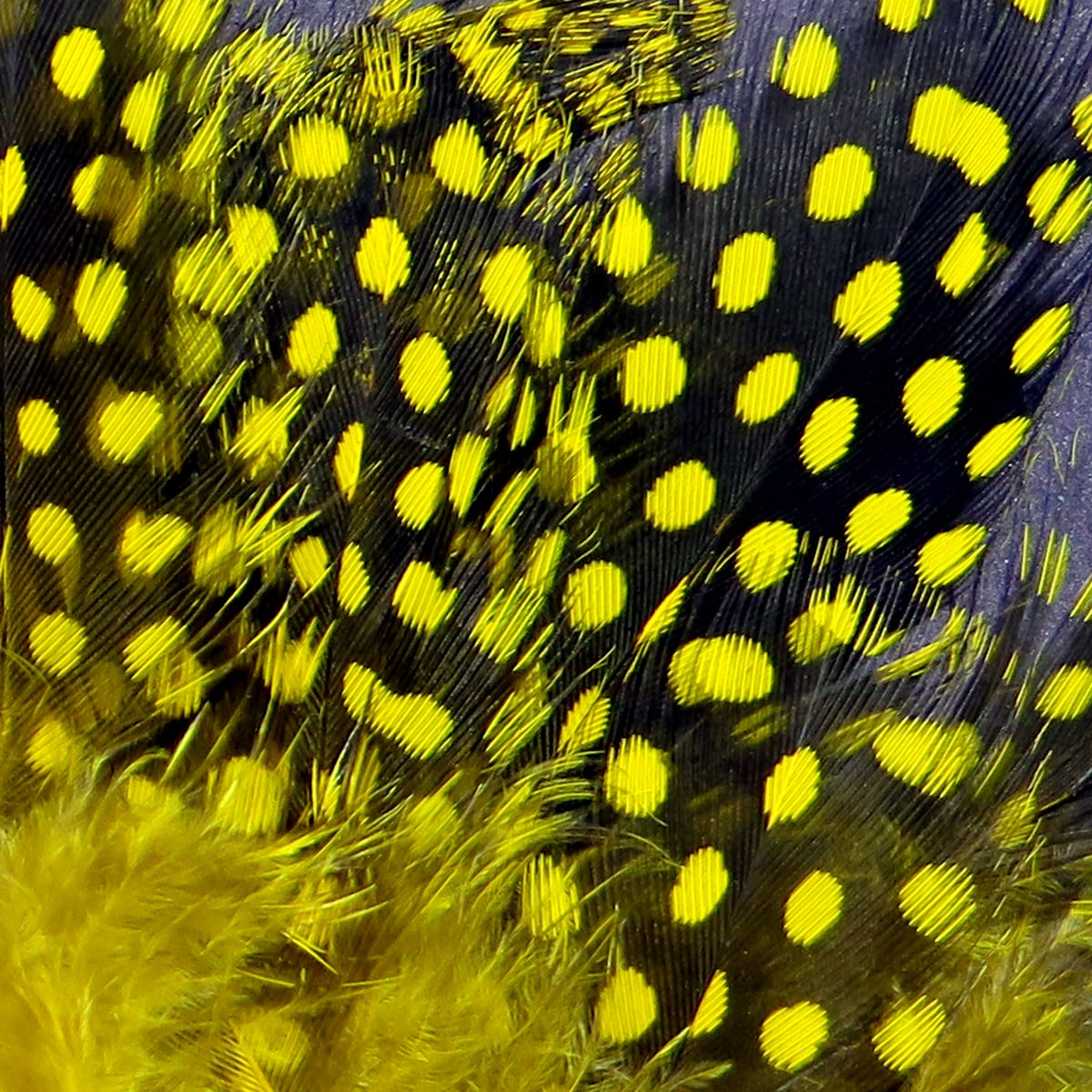 Hareline strung guinea feathers, black feathers with bright yellow spots and fluffy bases for fly tying