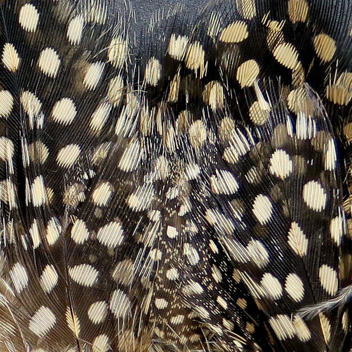 Hareline guinea feathers close-up: dark brown black feathers with cream spots, silky strung fly tying material