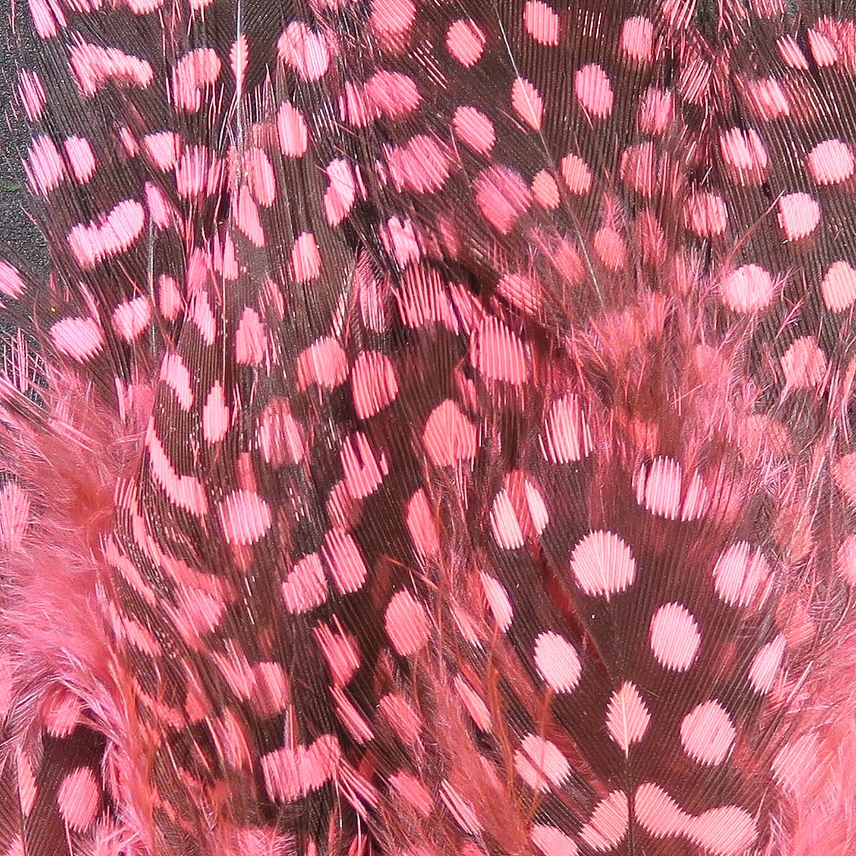 Hareline strung guinea feathers brown feathers with bright pink polka dots, soft fluffy fly-tying material