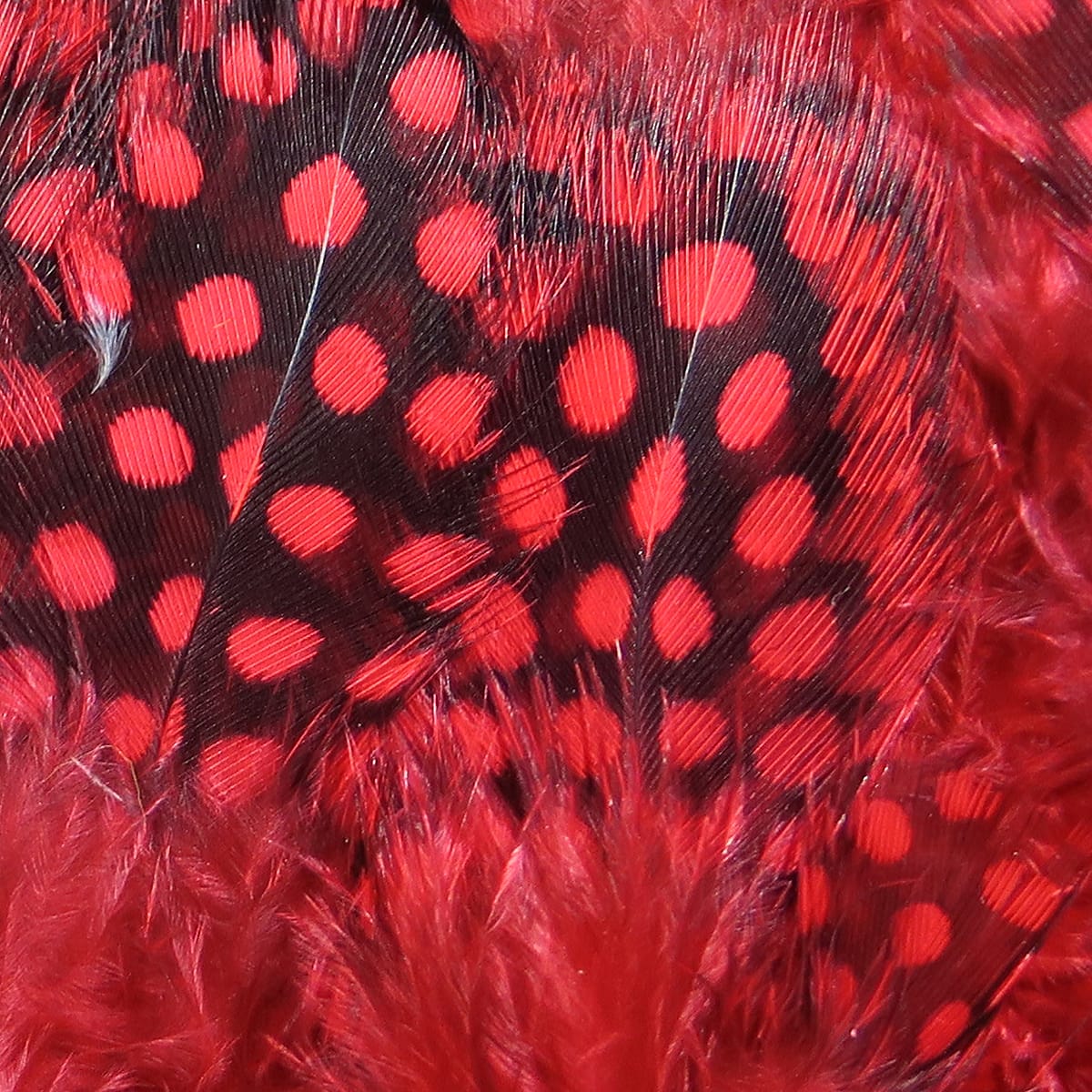 Hareline red and black spotted guinea feathers with bold red dots and fluffy base, ideal for fly tying