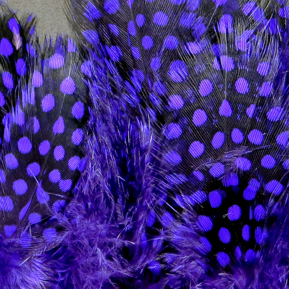 Dyed purple Hareline guinea feathers with black base and bright purple polka dots, strung for fly tying
