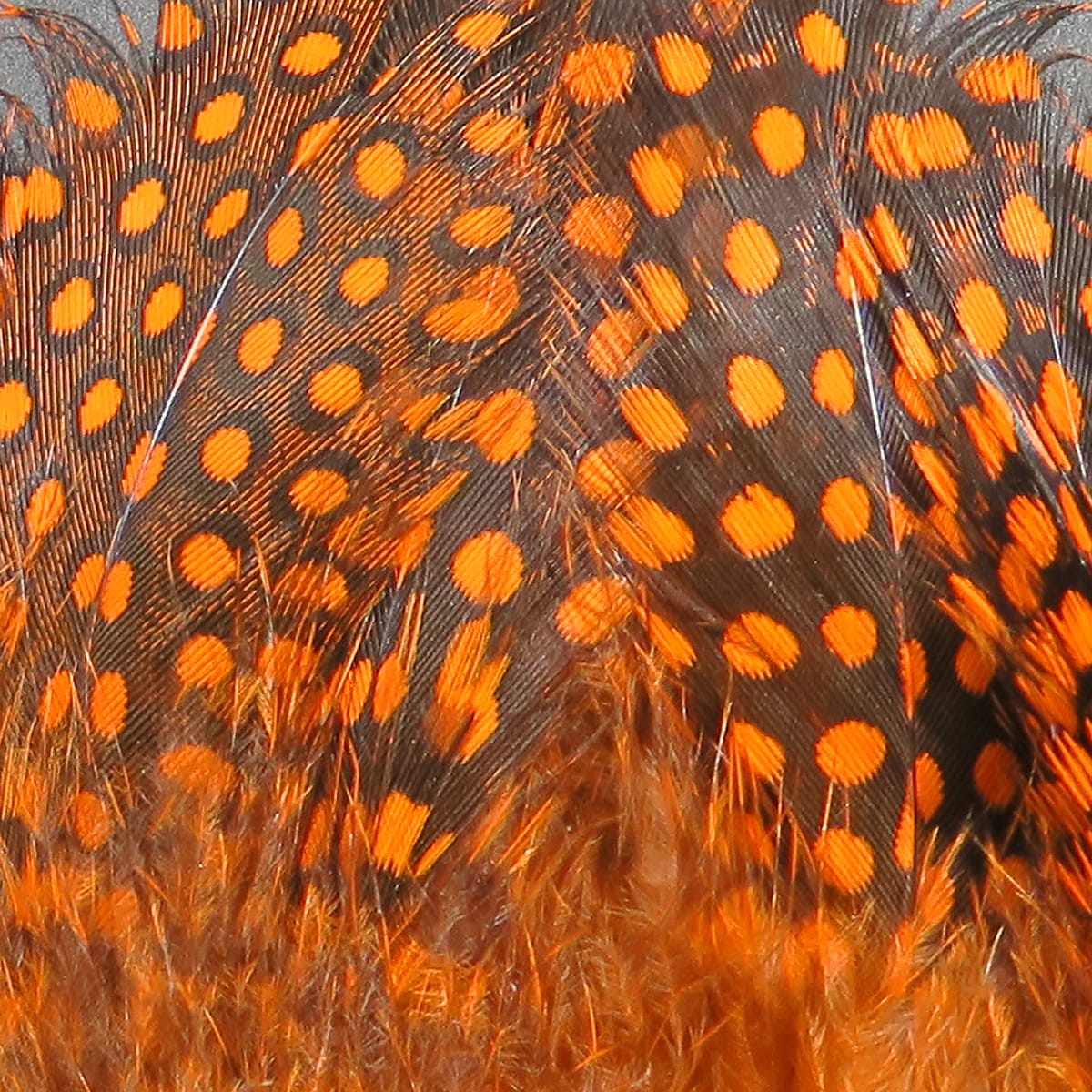 Orange spotted guinea feathers on dark brown base, strung fly tying feathers with wispy barbs