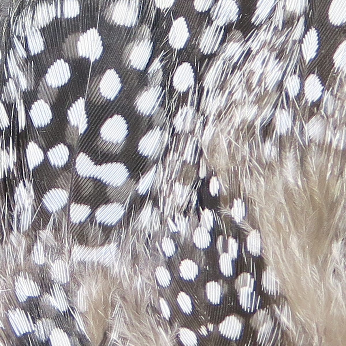 Black and white spotted guinea feathers with soft gray barbs, natural fly tying material with detailed spots