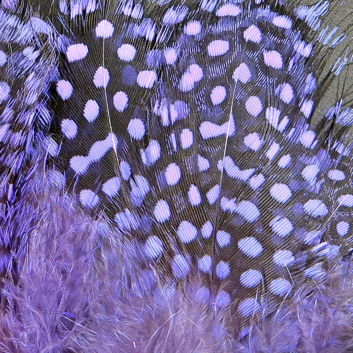 Purple-dyed Hareline guinea feathers with white spots, soft fluffy bases and barred glossy shafts ideal for fly tying