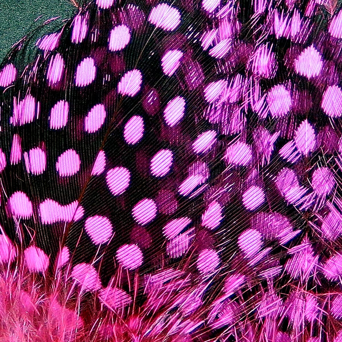 Hareline strung guinea feathers with hot pink polka dots on black, silky barbs for fly tying