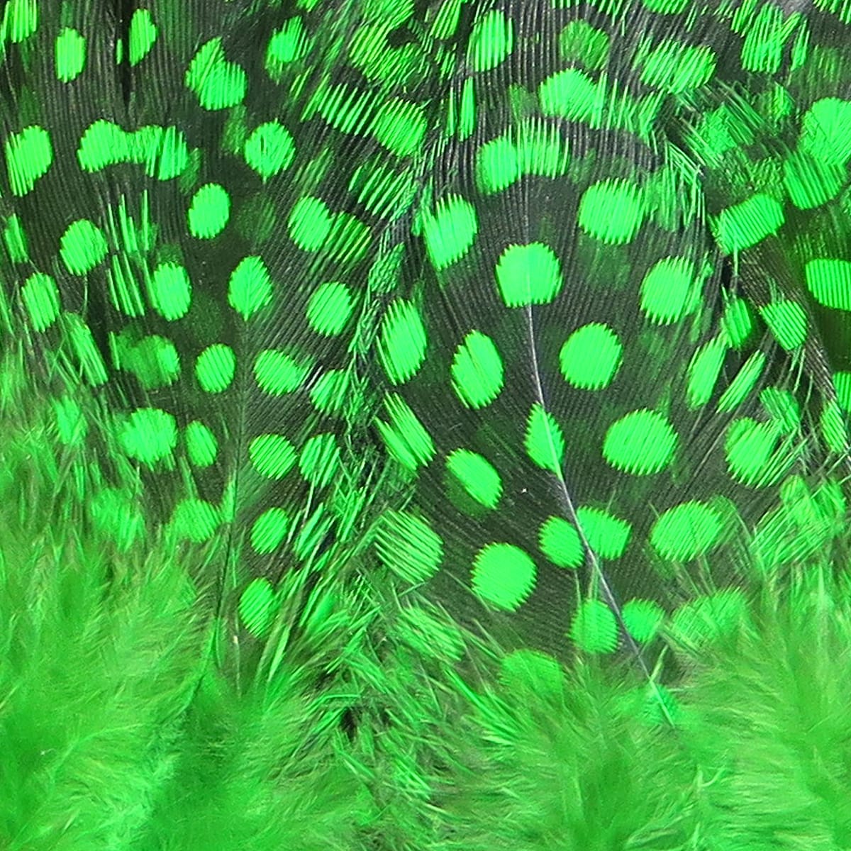 Hareline strung guinea feathers dyed neon green with black spots and fluffy bases, ideal for fly tying
