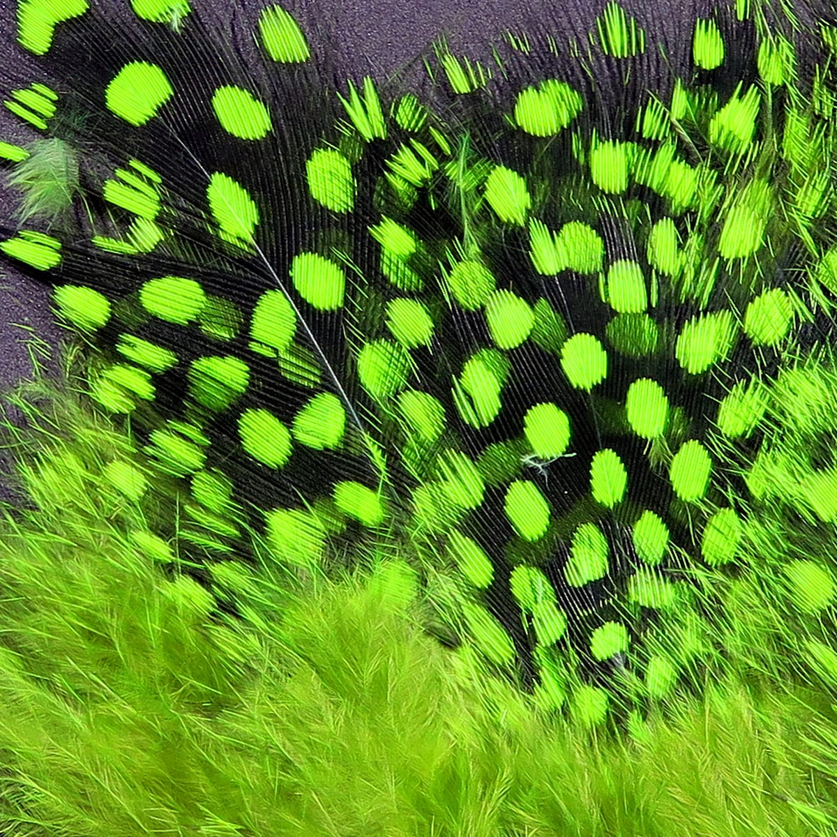 Neon chartreuse strung guinea feathers with black background and bright polka dots, fluffy material for fly tying