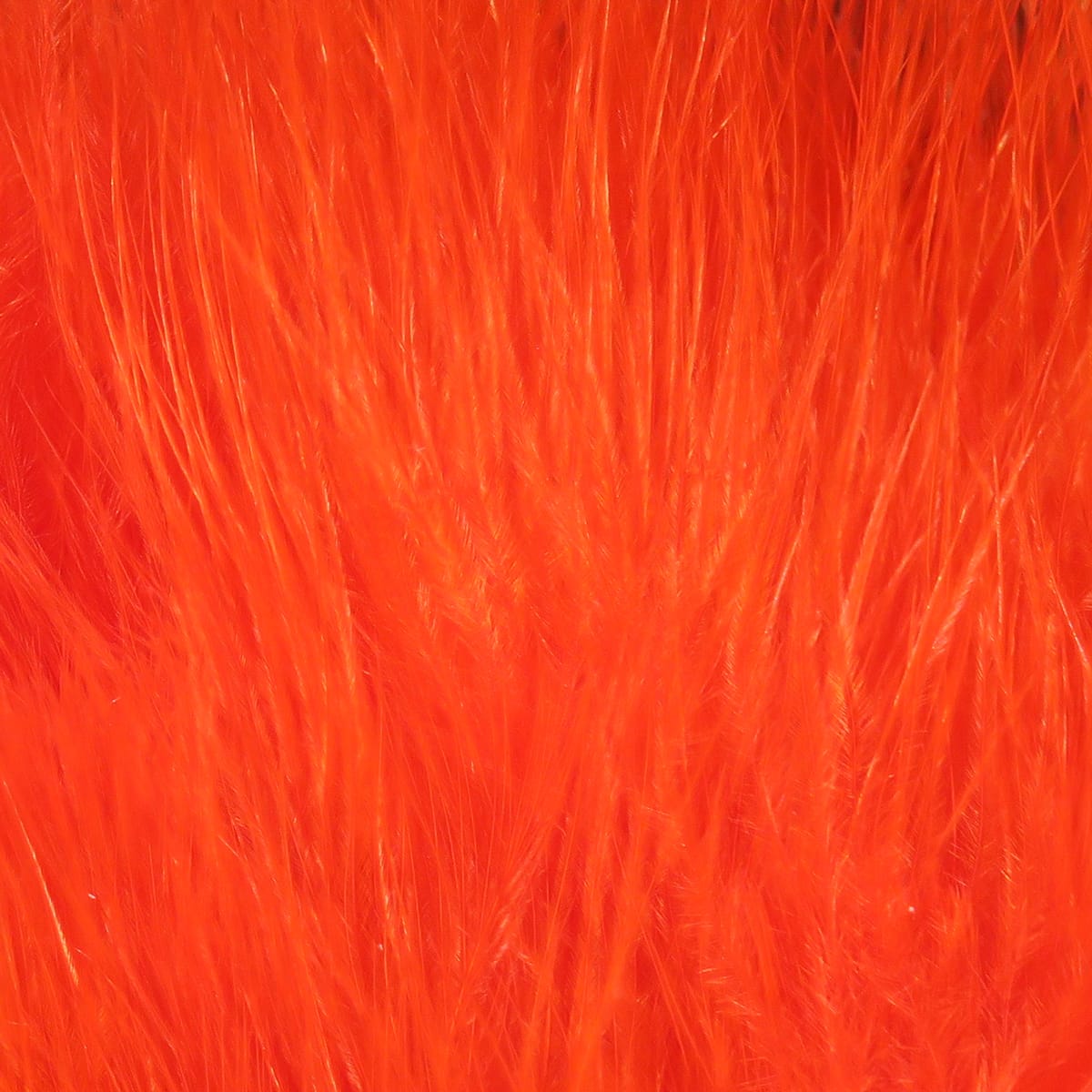 Bright blood-orange marabou quills with soft, wispy barbs, strung for fly tying