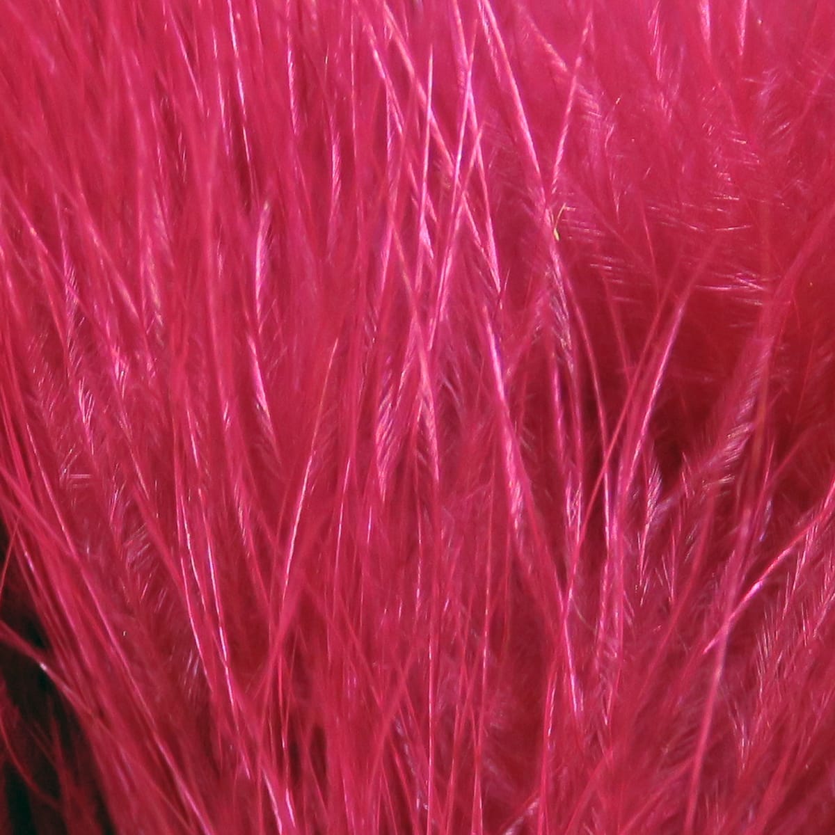 Deep blood-red marabou feathers with soft wispy strands, glossy strung quills for fly tying