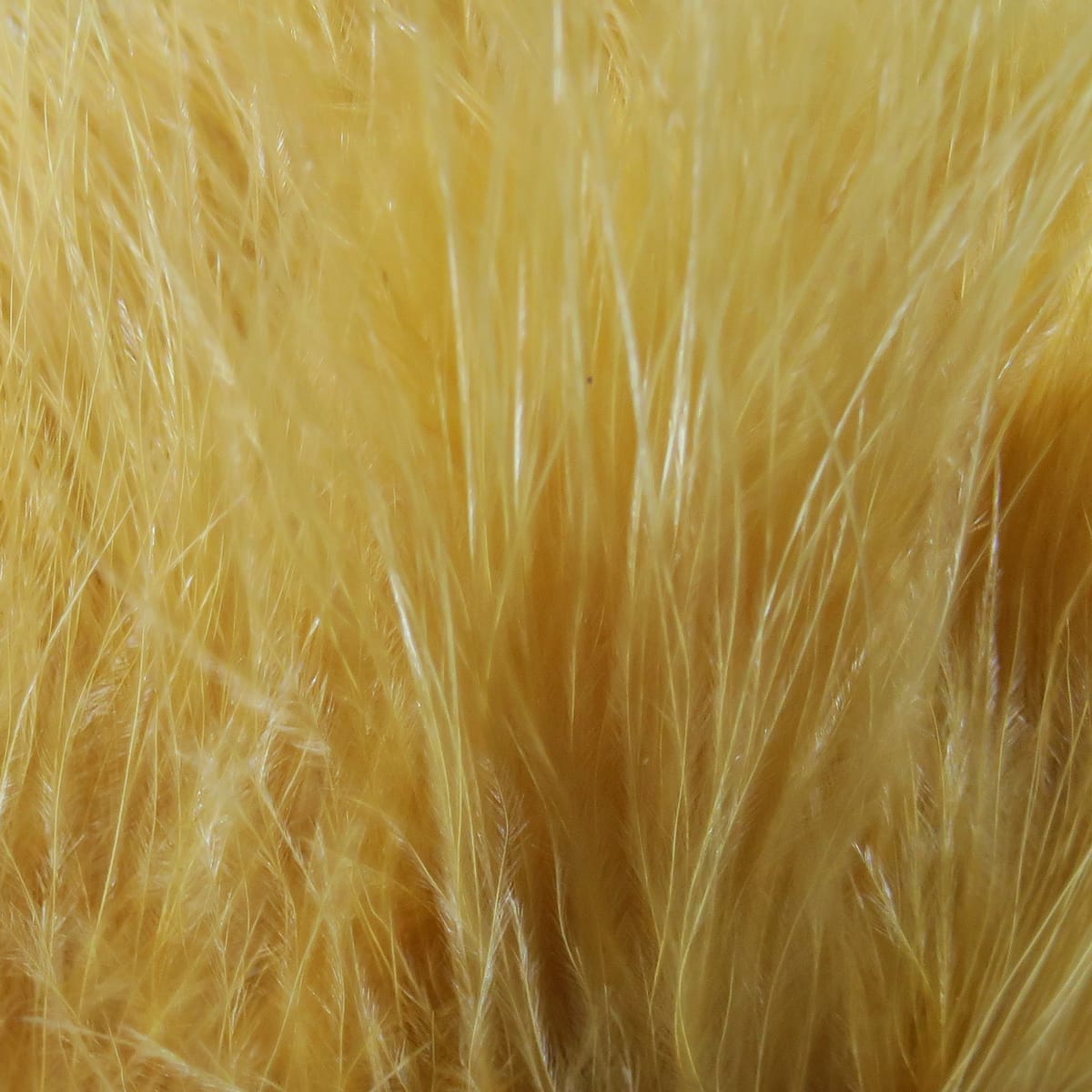 Golden yellow marabou feathers, soft strung quills with fine fluffy filaments for fly tying