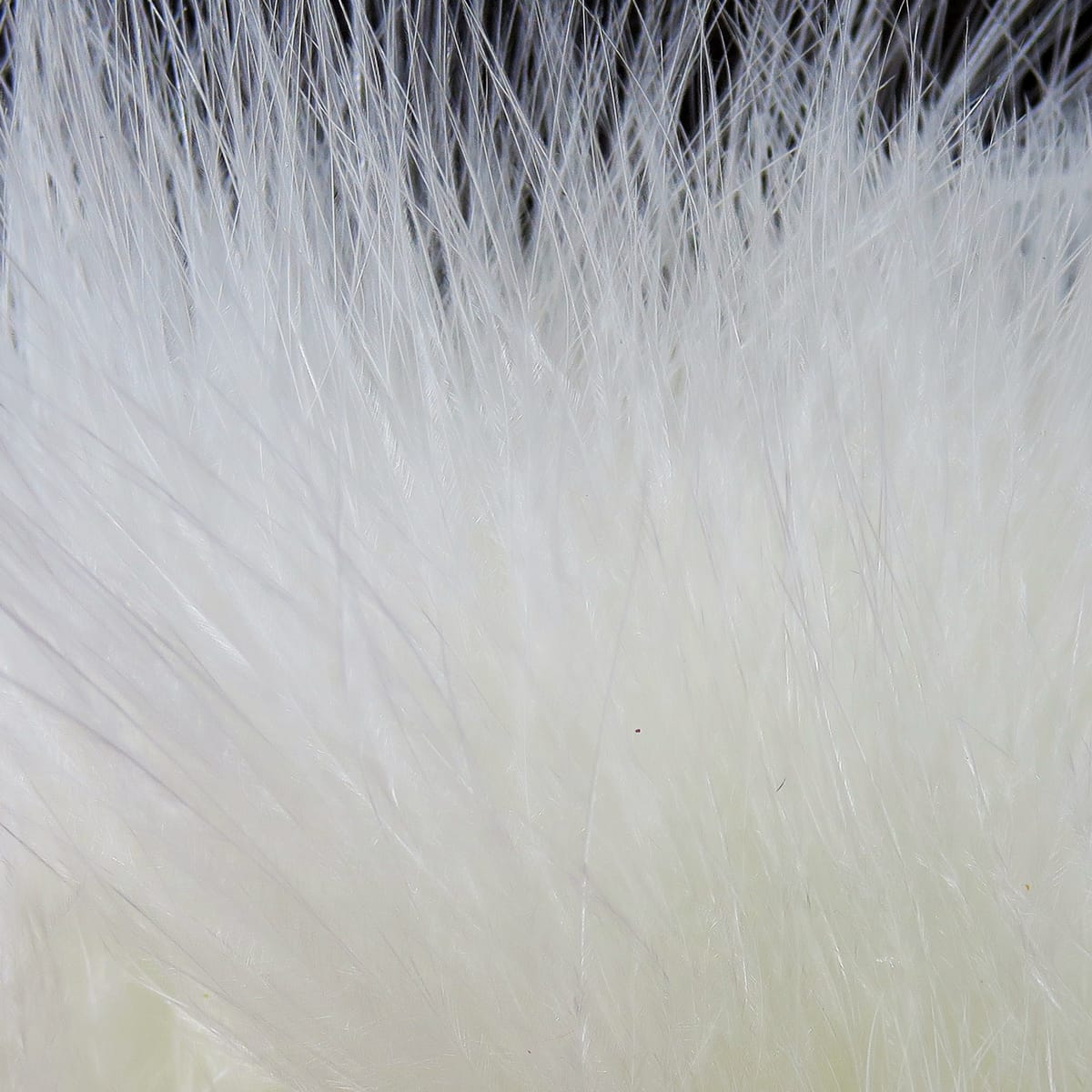 White marabou feathers with long, soft filaments and strung quill texture for fly tying