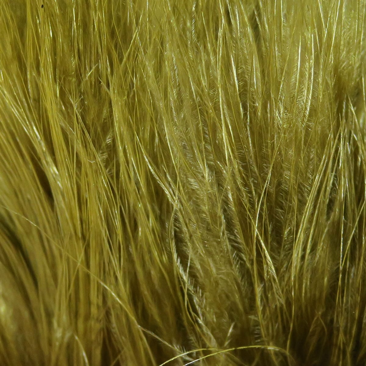 Olive-brown Hareline marabou blood quills, soft wispy feathers strung for fly tying