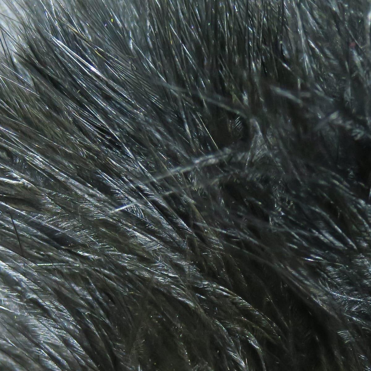 Black strung marabou feathers with glossy, fine barbs and subtle iridescence, ideal for fly tying