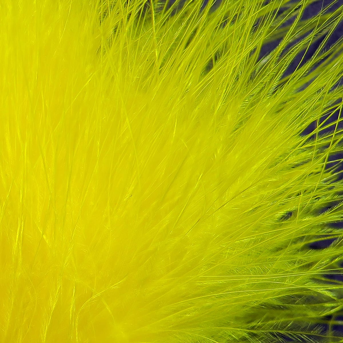 Chartreuse yellow marabou feathers, soft strung blood quill fibers for fly tying