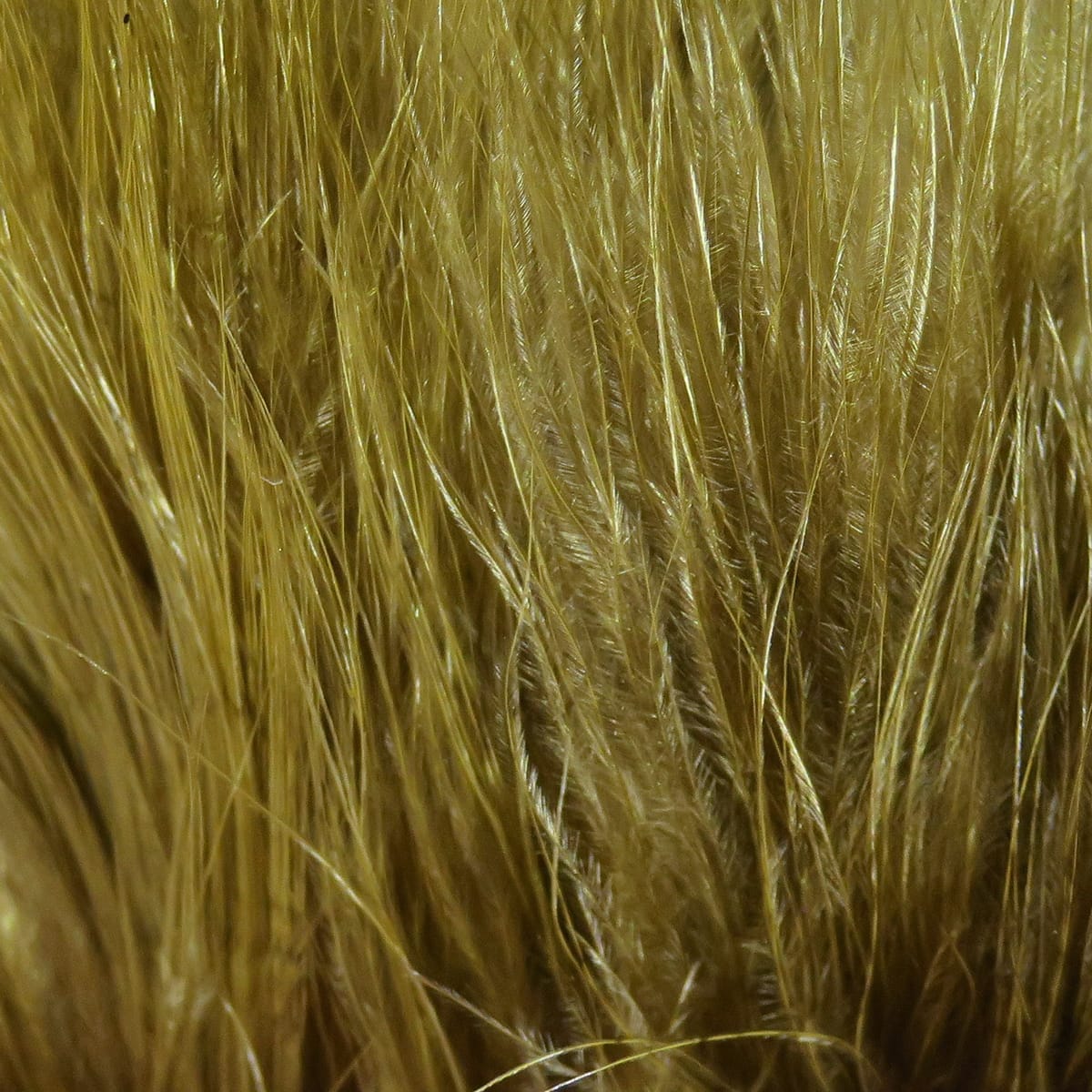Golden olive marabou feathers with long glossy quills and soft fluffy barbs for fly tying