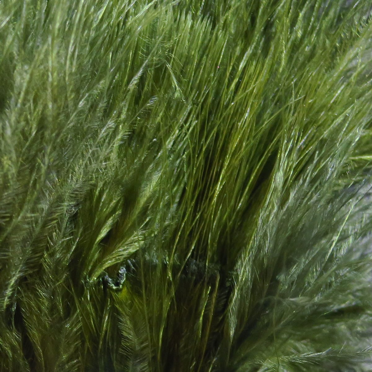 Olive green Hareline marabou strung blood quill feathers, soft long fibers for fly tying