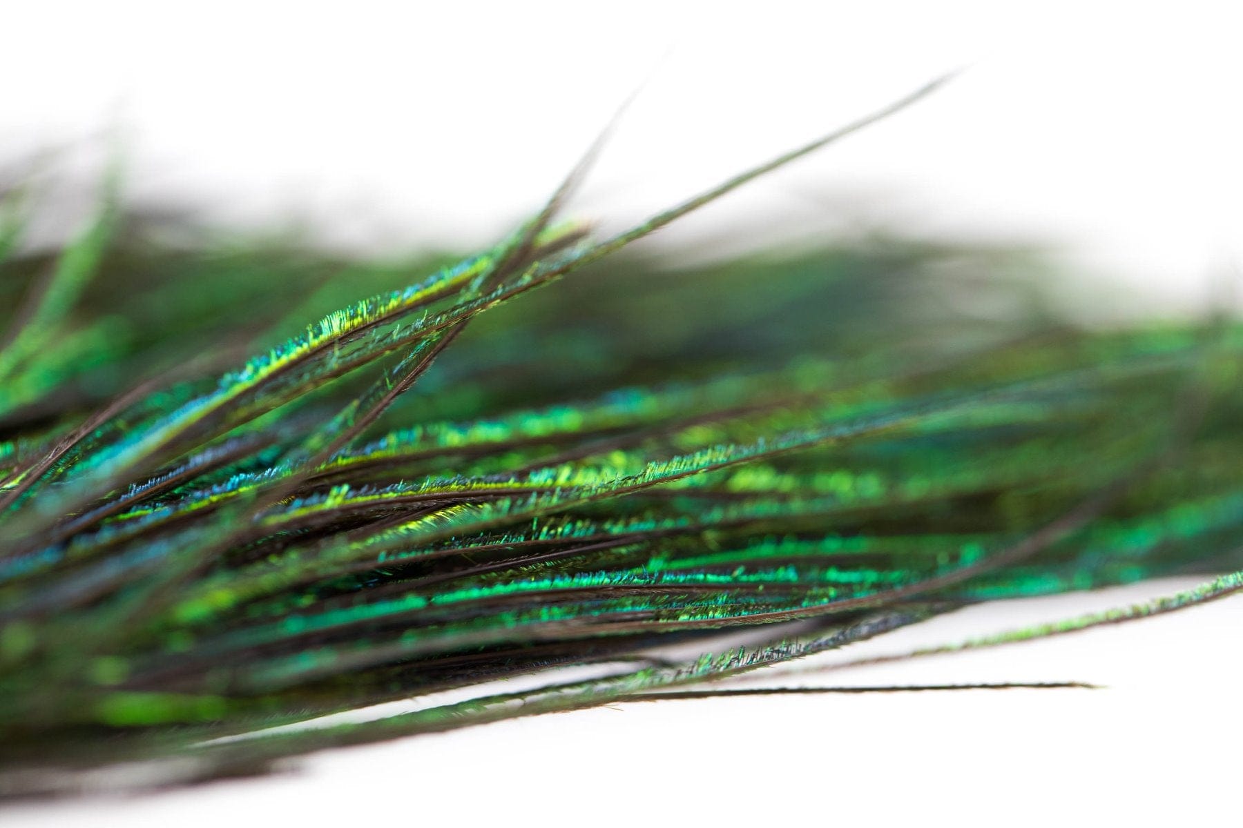Hareline Strung Peacock Herl