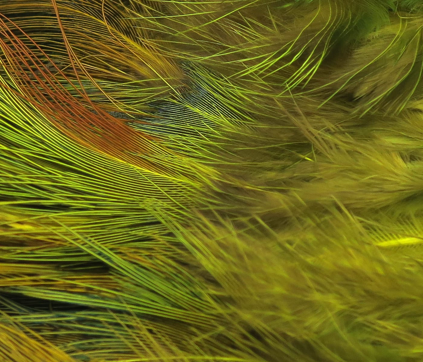 Olive chartreuse Hareline strung ringneck rump feathers, fine soft barbs with iridescent green and brown tones for fly tying