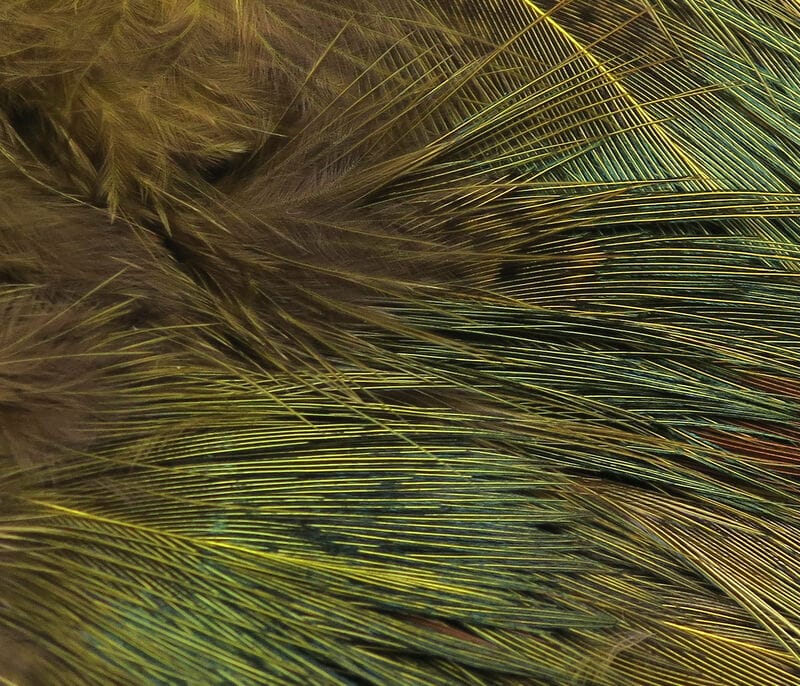 Hareline ringneck rump feathers, iridescent olive-green and gold barbs with fine soft down for fly tying