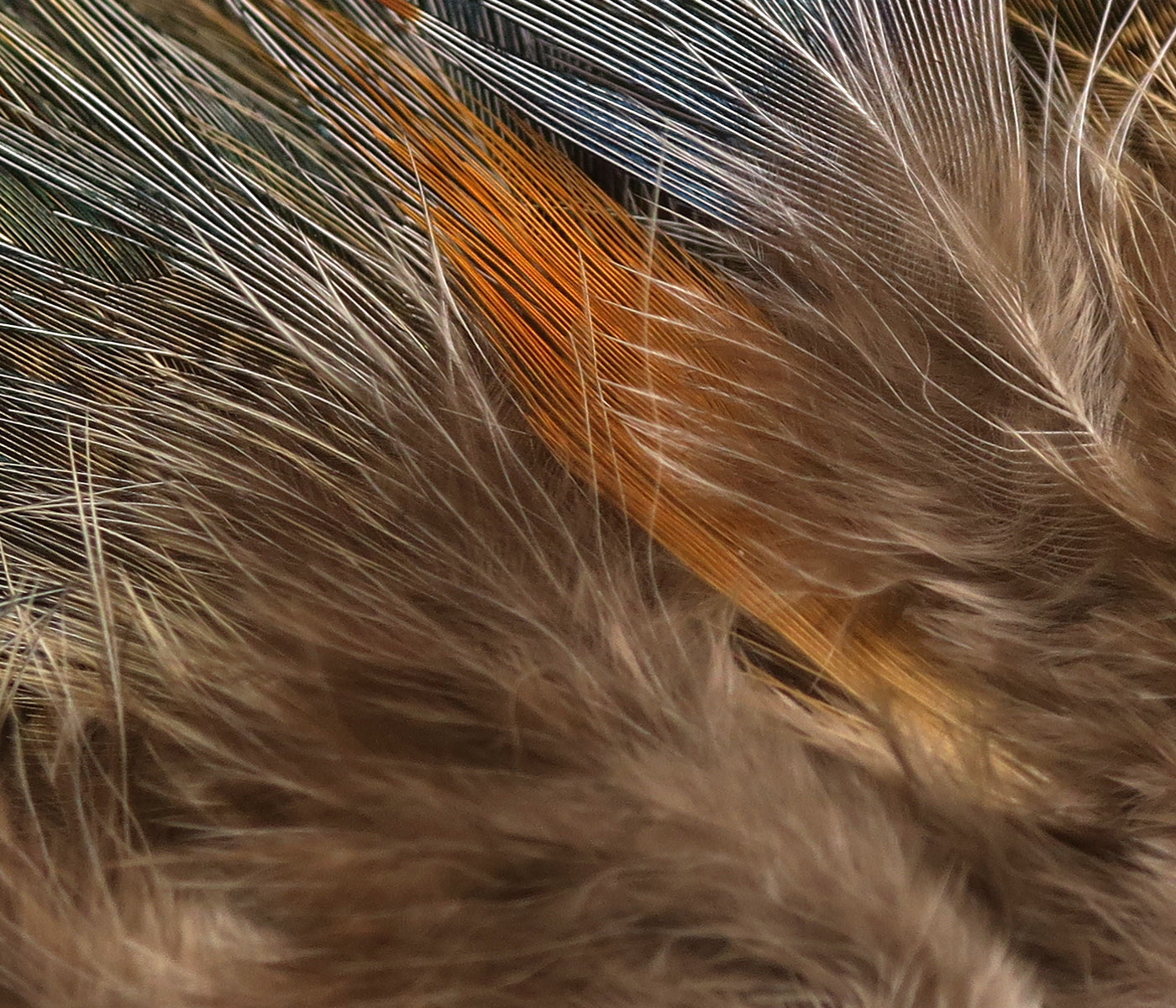 Soft brown ringneck rump feathers with fine tan barbs and a vivid orange shaft, ideal for fly tying