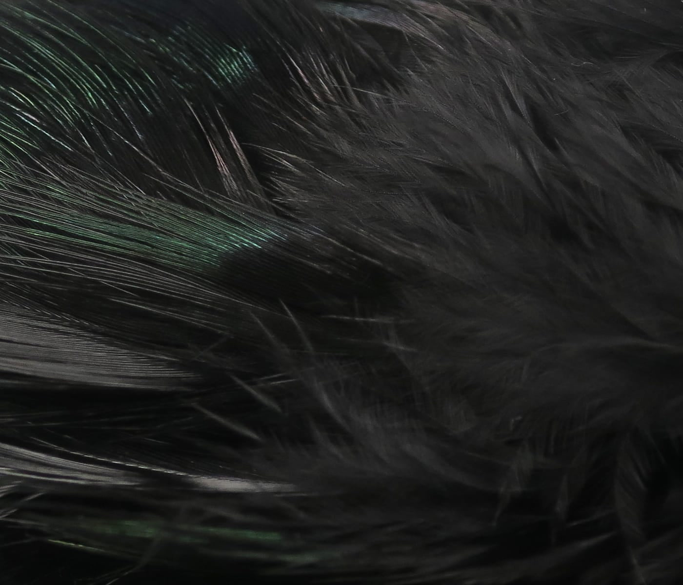 Hareline strung ringneck rump feathers, black with green iridescent sheen, soft layered barbs for fly tying