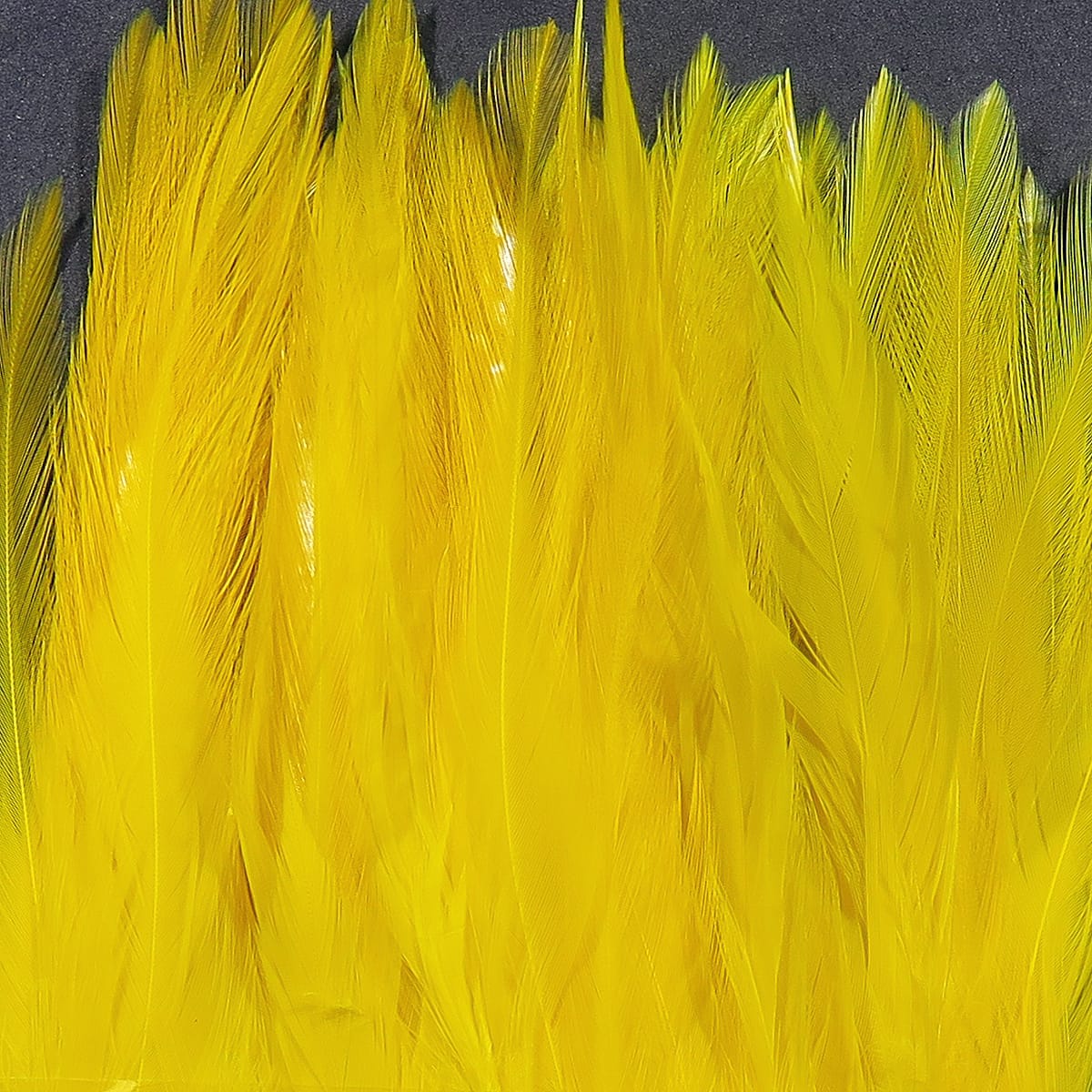 Bright yellow Hareline strung saddle hackle feathers, long glossy rooster saddle feathers for fly tying