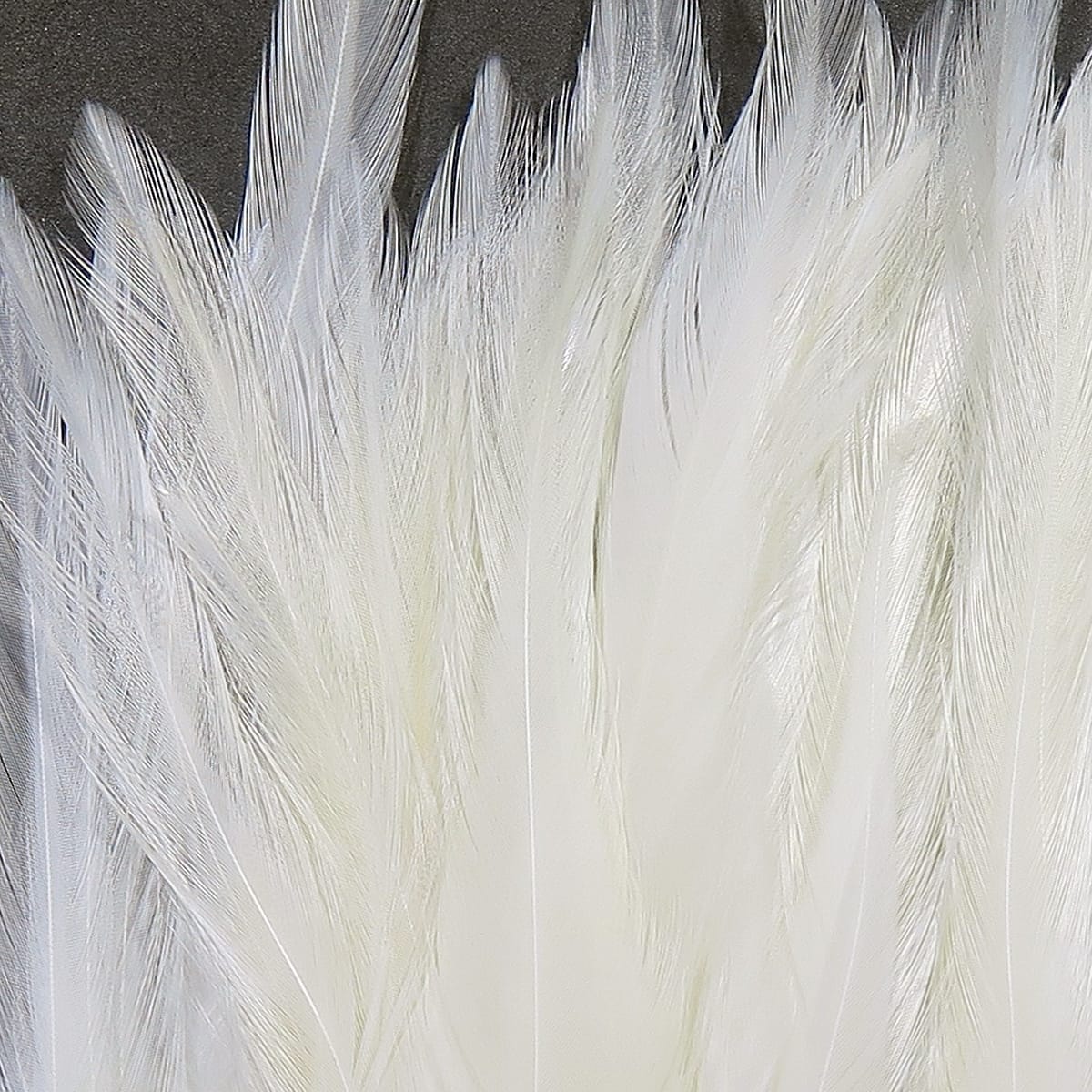 White Hareline strung saddle hackle feathers for fly tying, long soft glossy barbs and narrow quills