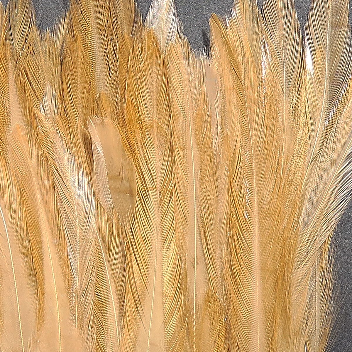 Hareline golden-tan saddle hackle feathers, long glossy rooster hackles with fine barbs for fly tying