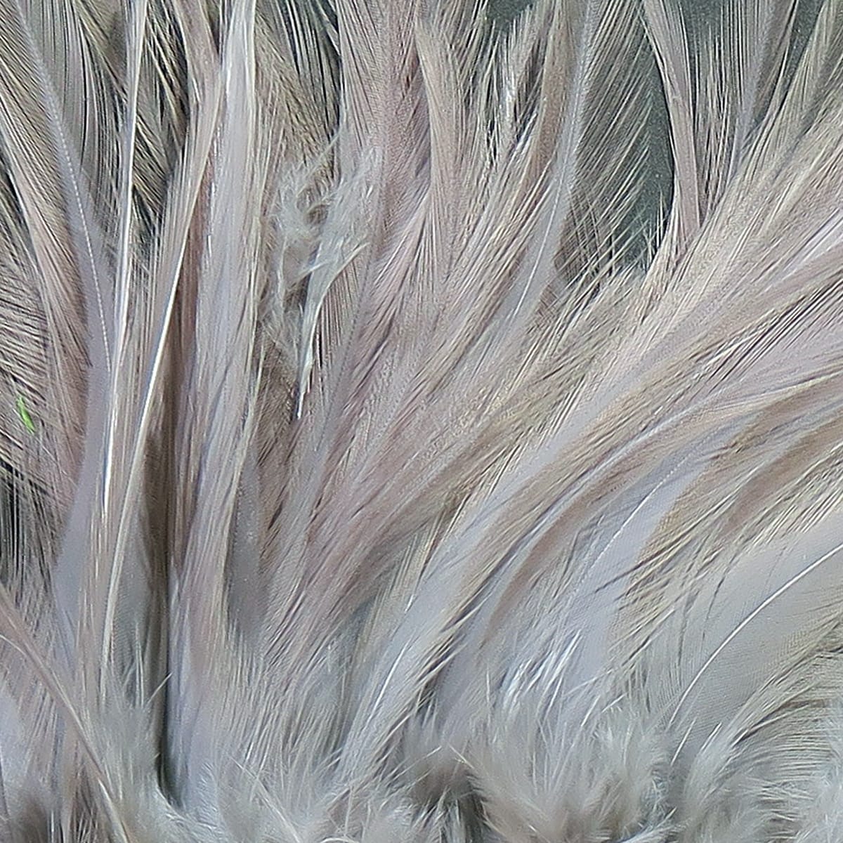 Hareline strung saddle hackle, pale tan-gray long soft feathers with fine barbs for fly tying