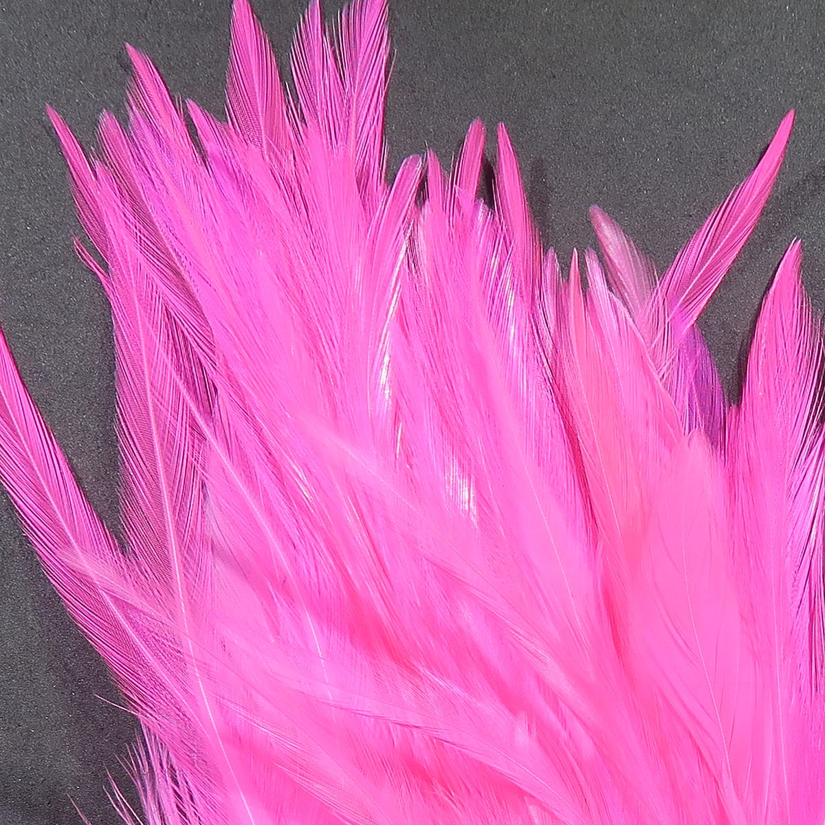 Bright hot pink Hareline strung saddle hackle feathers with long glossy barbs and narrow quills for fly tying