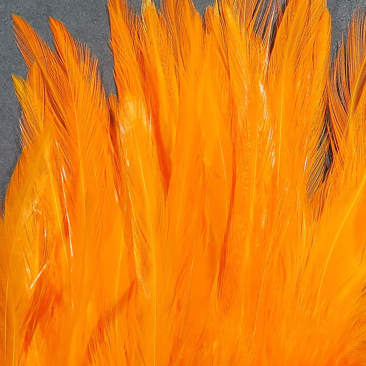 Vibrant orange Hareline strung saddle hackle feathers, long glossy slender fly-tying feathers with fine barbs and tapered